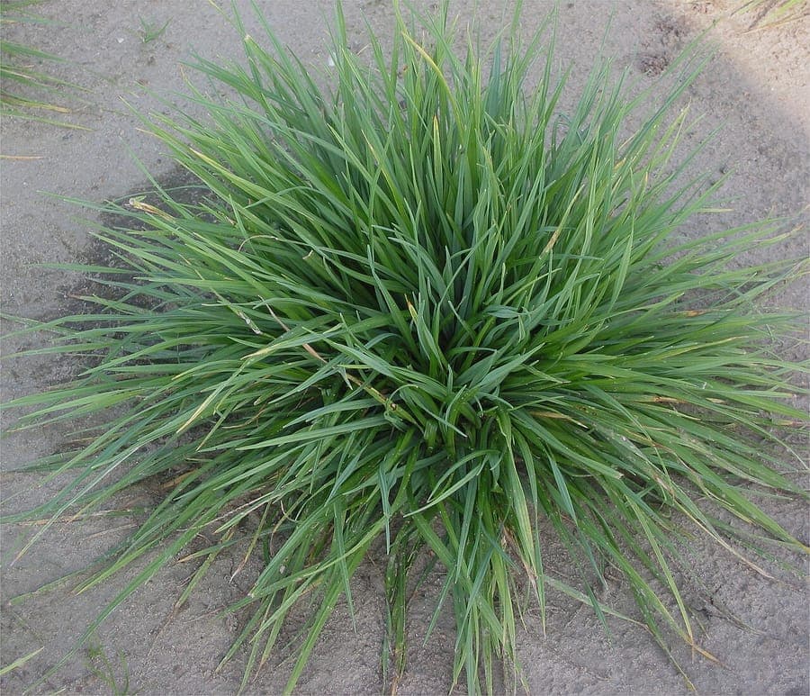 Crêtelle à crêtes en pleine floraison sur une prairie ensoleillée, avec des épis verts fins dressés au-dessus de feuilles étroites