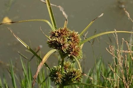 Cyperus acuminatus souchet acumine en touffe au bord de l'eau