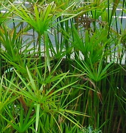 Cyperus alternifolius umbrella plant in full growth
