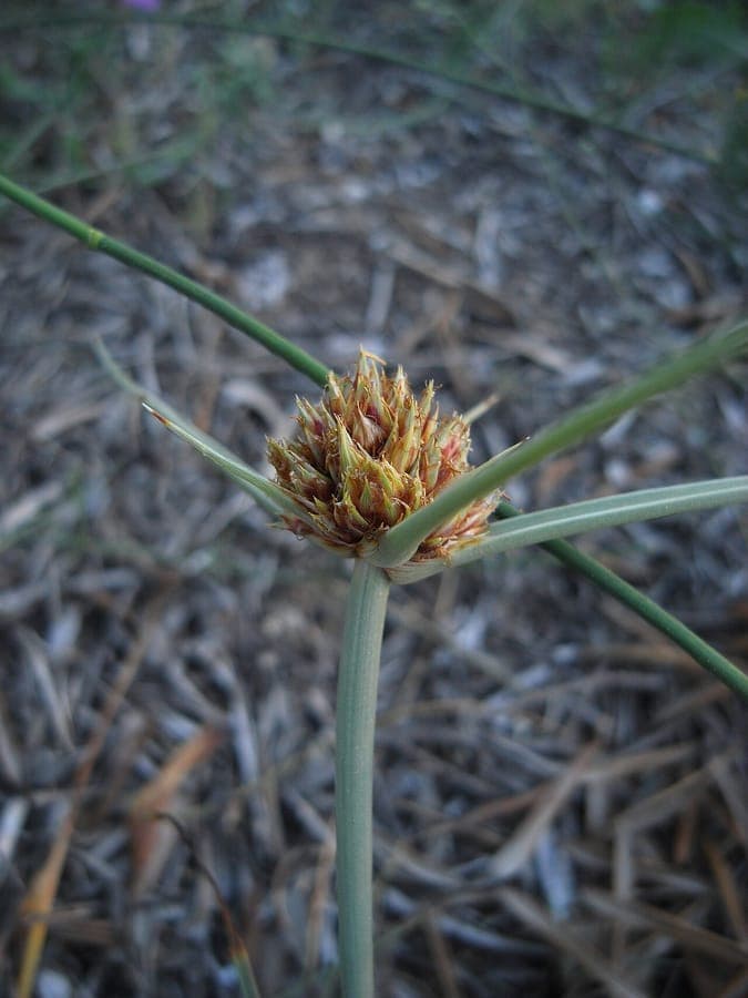 Cyperus capitatus met kogelvormige bloeiwijze