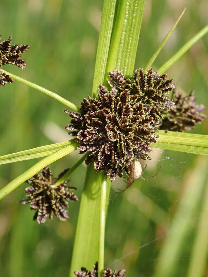 Cyperus difformis slanke cyperuspant met fijn naaldbladachtig blad