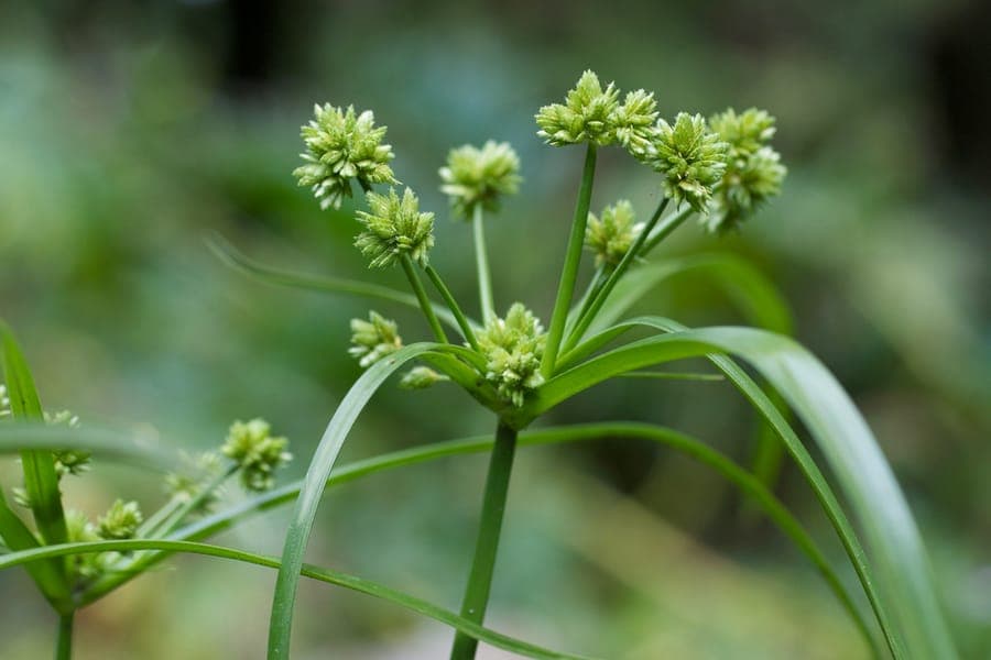 Umbrella sedge at water's edge