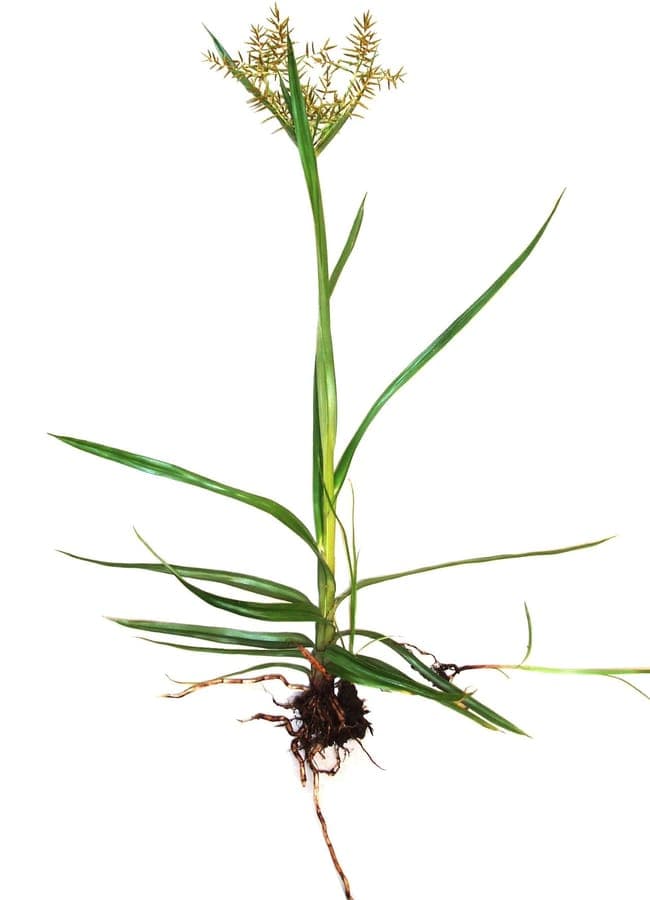 Souchet comestible en pleine croissance sur une bordure ensoleillée, avec des inflorescences légères et duveteuses au-dessus des tiges vertes.