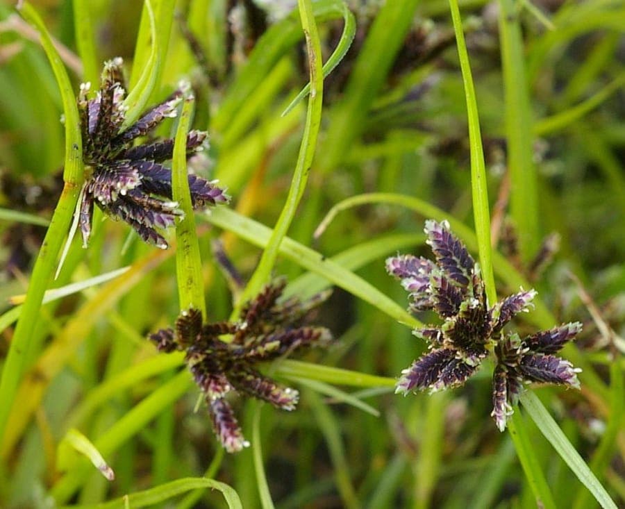 Brown flatsedge in full bloom on a sunny summer day in a moist garden border