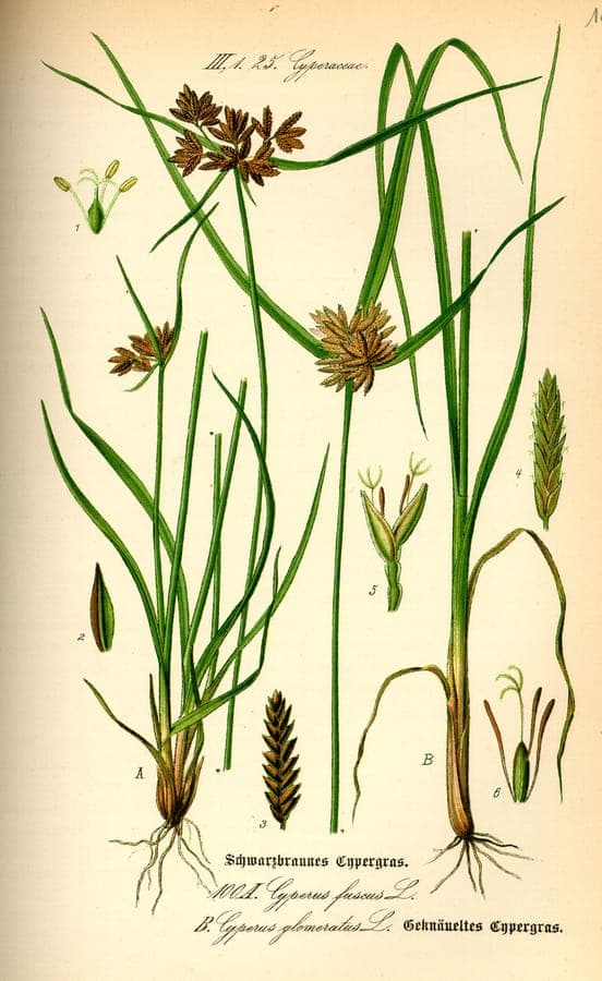 Cyperus glomeratus displaying characteristic clustered flower heads