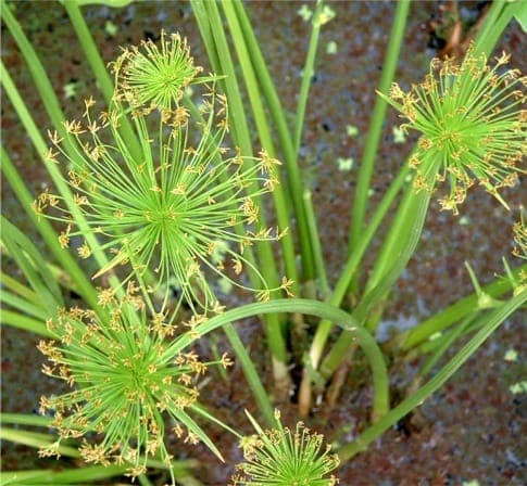 Cyperus haspan sedge plant in water
