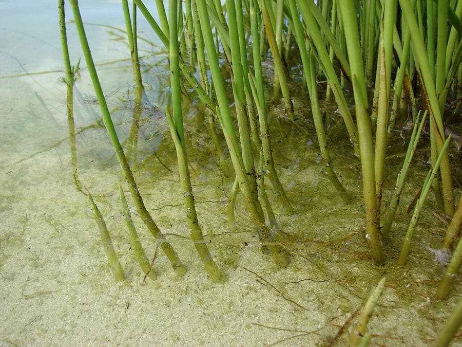 Souchet lisse avec structure d'herbe fine et épis de fleurs bruns