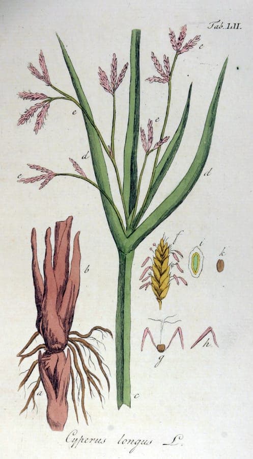 Souchet odorant en pleine croissance au bord d'un étang, avec tiges triangulaires hautes et inflorescences duveteuses