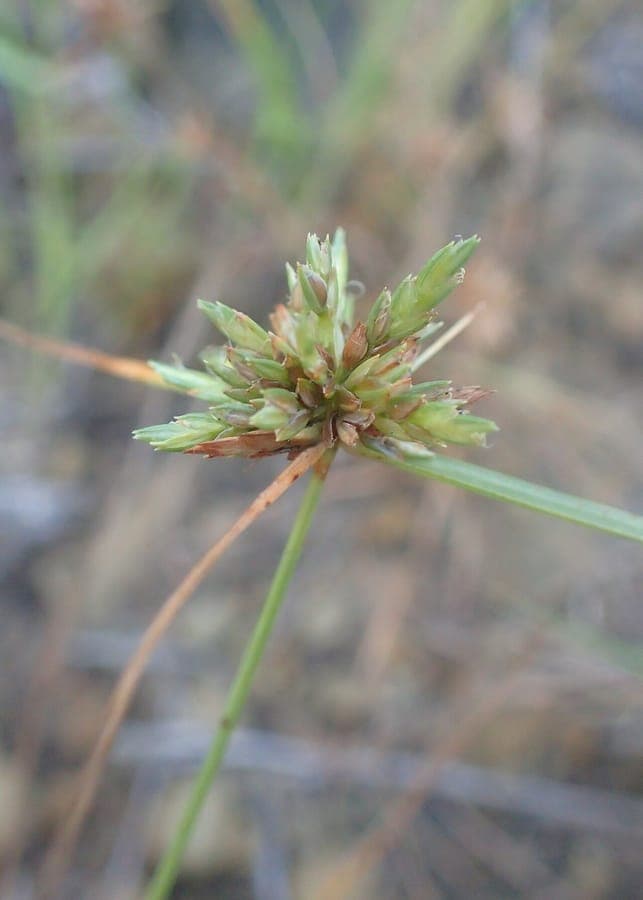 Cyperus lupulinus Great Plains flatsedge with hop-like flower clusters