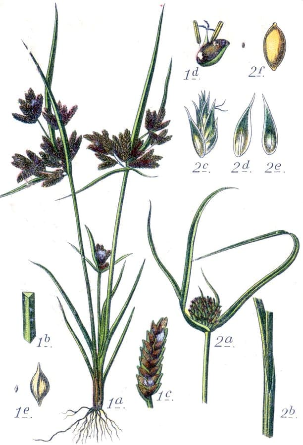 Cyperus michelianus souchet de Michel en petites touffes au bord d'un plan d'eau