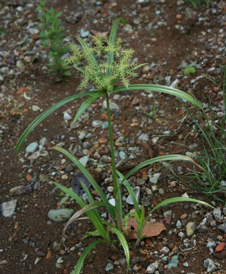 Cyperus odoratus met geurige bruine bloemen en grasstelsel