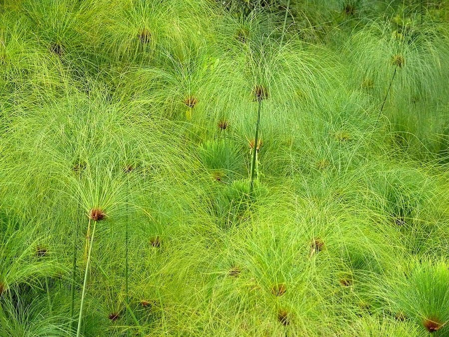 Cyperus papyrus in full growth by a pond edge, showing its distinctive umbrella-like clusters in bright sunlight