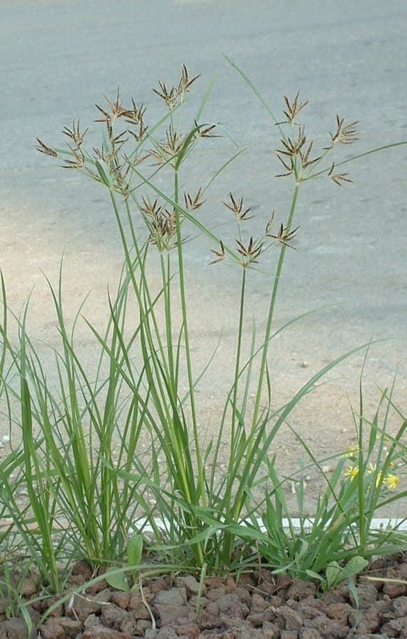 Cyperus rotundus coco-grass with brown needle-like structure