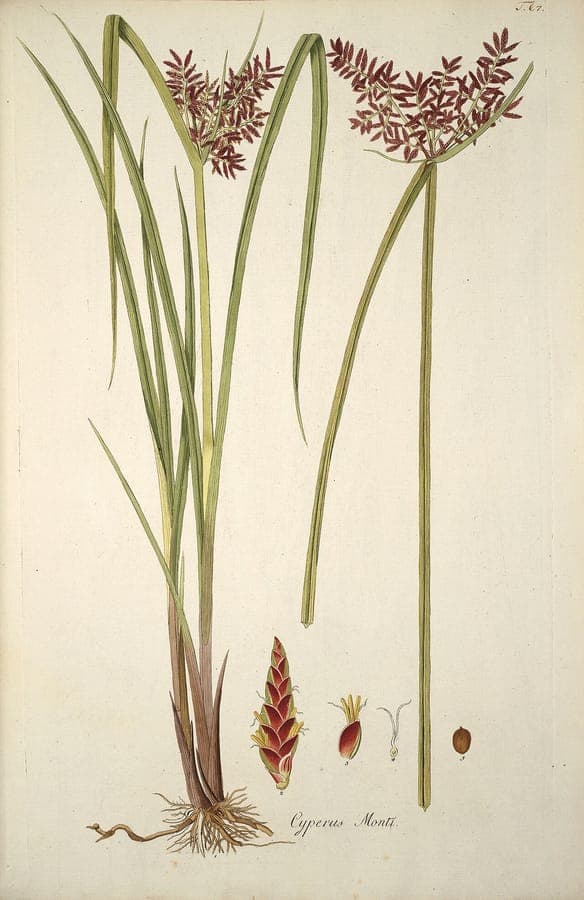 Tidal marsh flat sedge displaying brown inflorescences in wetland habitat