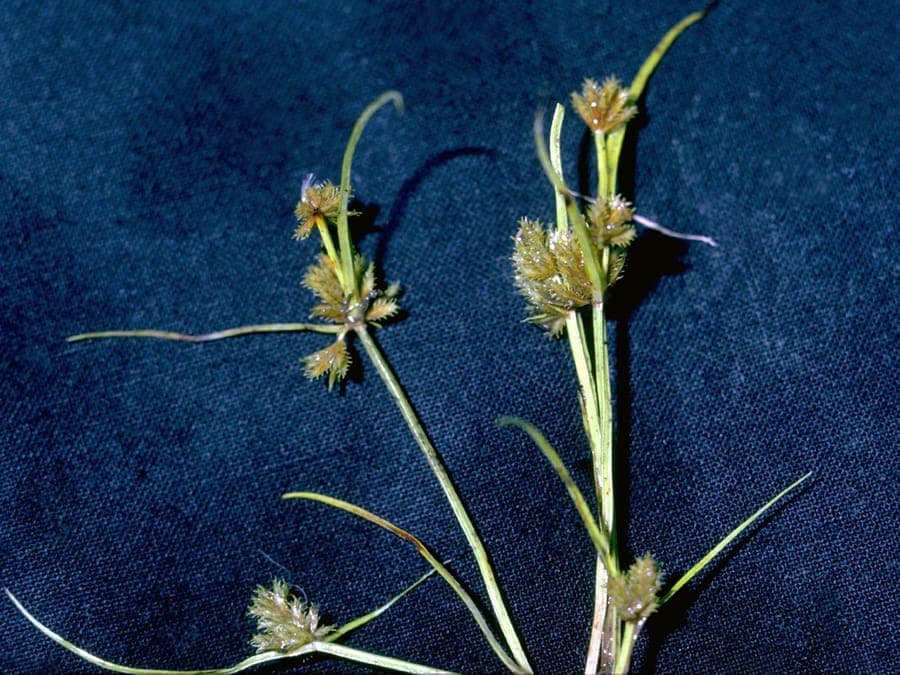Cyperus squarrosus bearded sedge plant