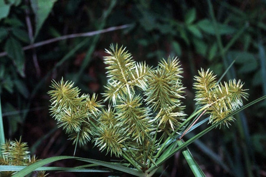 False nut sedge displaying red fruits and fine green foliage in natural wetland