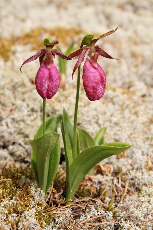 Pink lady's-slipper orchid in bloom