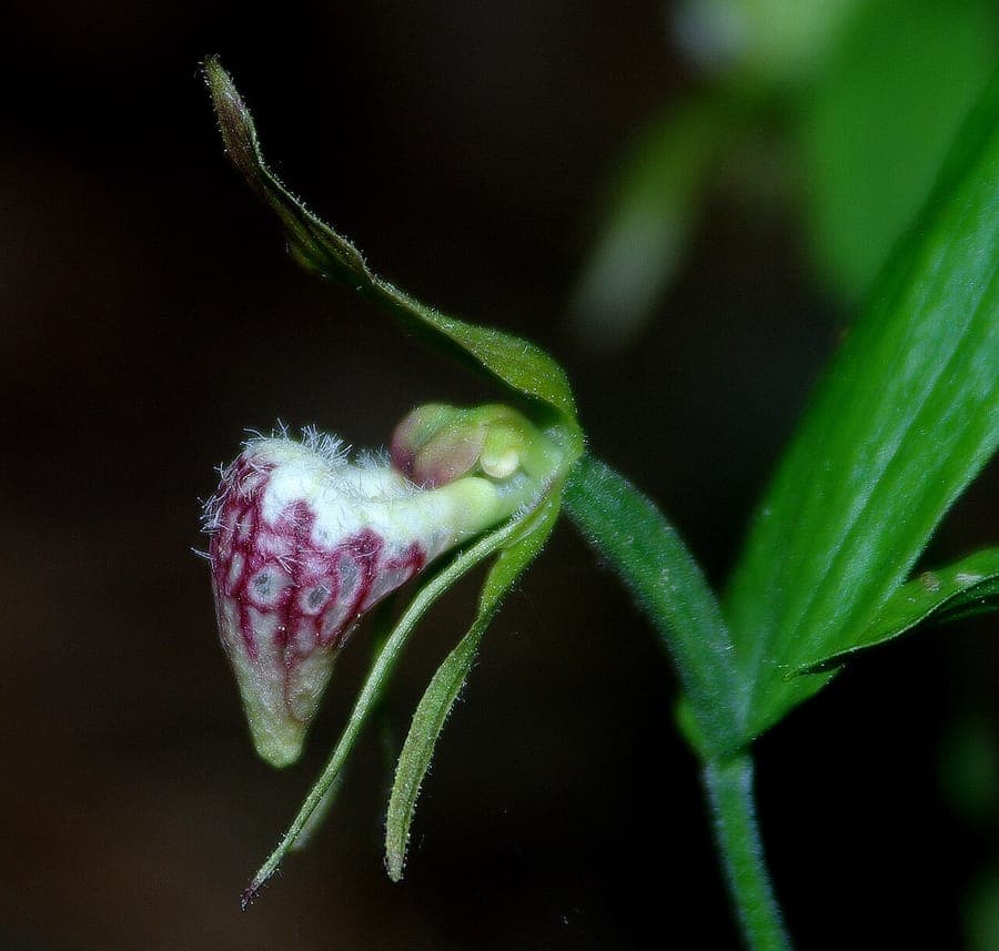 Ram's-head lady's slipper orchid with distinctive horn-shaped flower in woodland setting