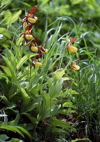 Yellow lady's-slipper blooming in woodland edge