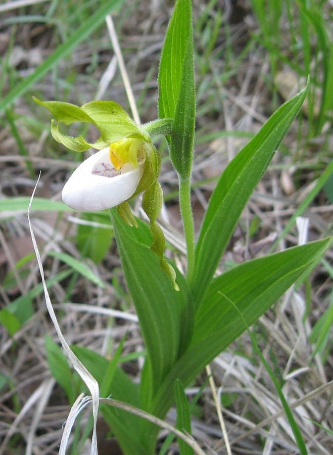 White lady's-slipper orchid with white bloom