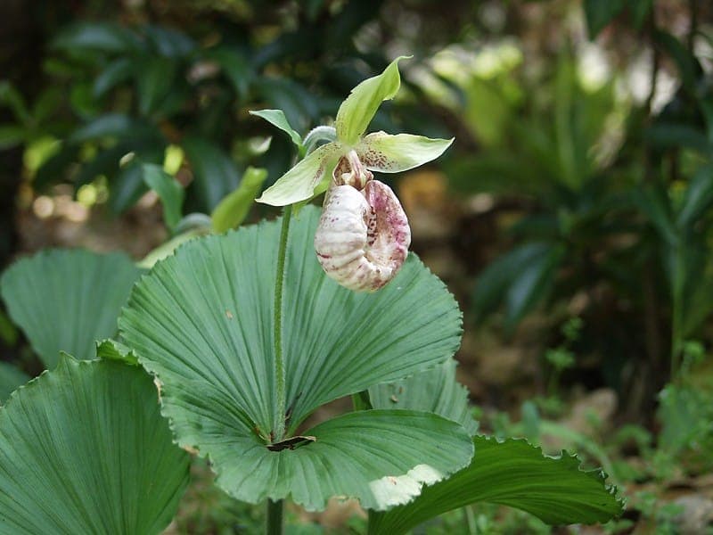 Cypripedium japonicum flower in full bloom