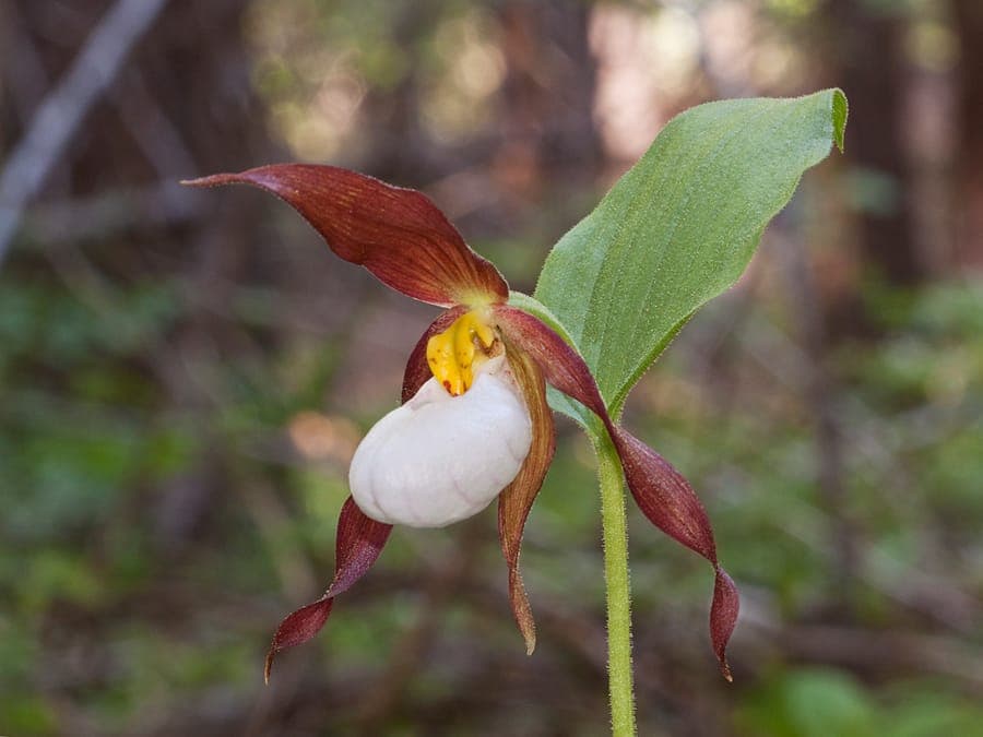 White mountain lady's-slipper orchid flower with red accents