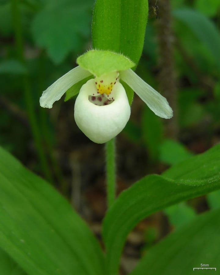 Sparrow's-egg lady's slipper with cream-white speckled flower in cool woodland setting