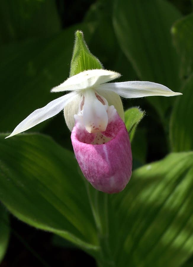Cypripedium reginae plant with white and pink-red flowers