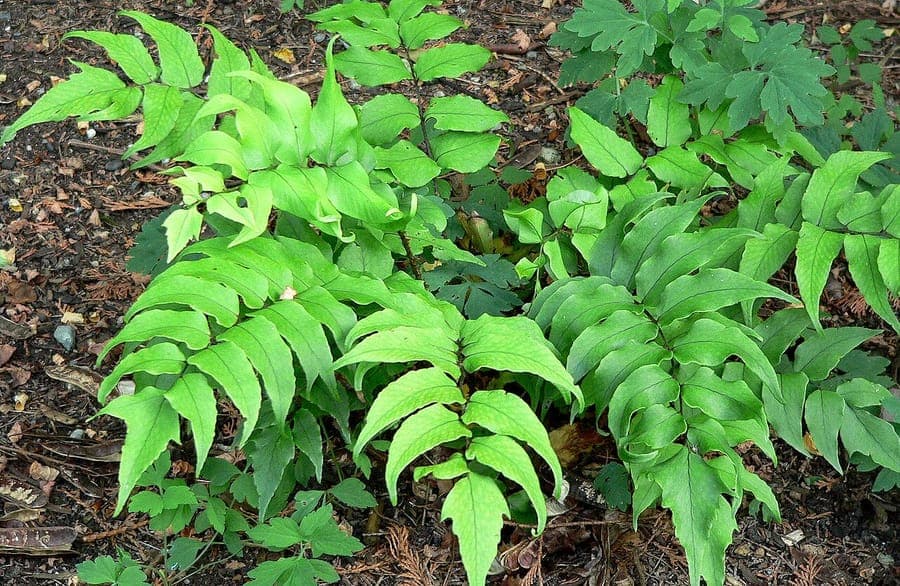 Sichel-Schildfarn (Cyrtomium falcatum) in einem schattigen Beet mit moosigem Untergrund