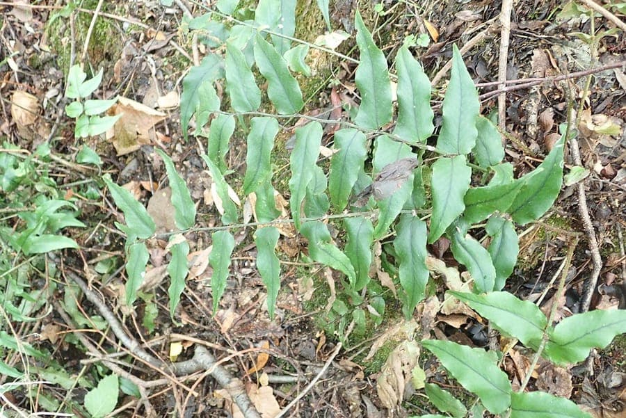 Cyrtomium en faux dans un sous-bois, avec des frondes brillantes et structurées