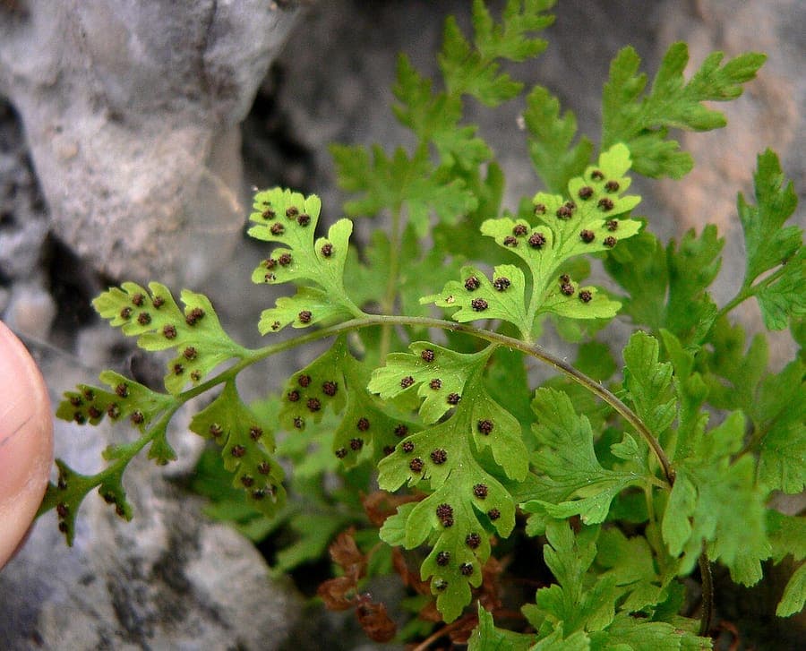 Cystoptéris fragile en milieu naturel, dans une fissure rocheuse ombragée, avec frondes délicates