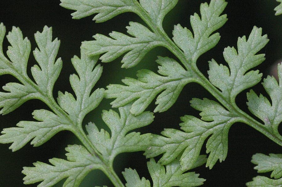 Cystopteris montana mountain bladderfern with delicate lacey frond