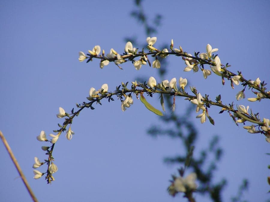 Iberische brem in volle bloei met witte peulbloemen tegen een blauwe zomerlucht