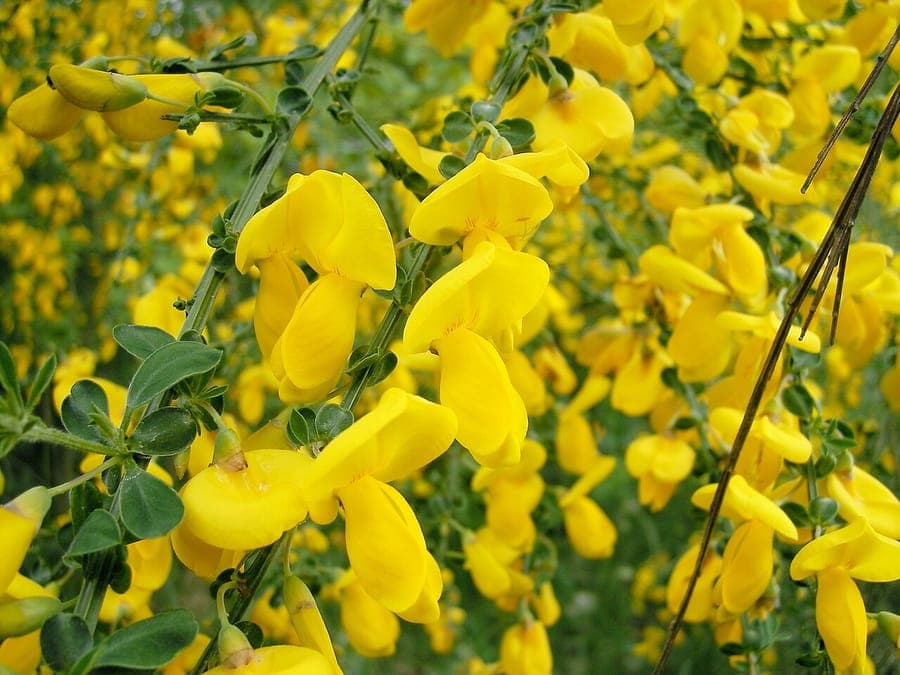 Genêt à balais en pleine floraison sur une pente ensoleillée