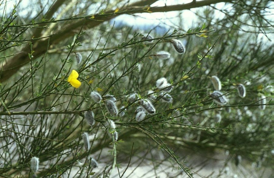 Portugiesischer Ginster mit gelben Blüten und feinem Laub