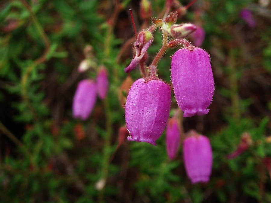 Paarsroze klokbloemen van Daboecia cantabrica