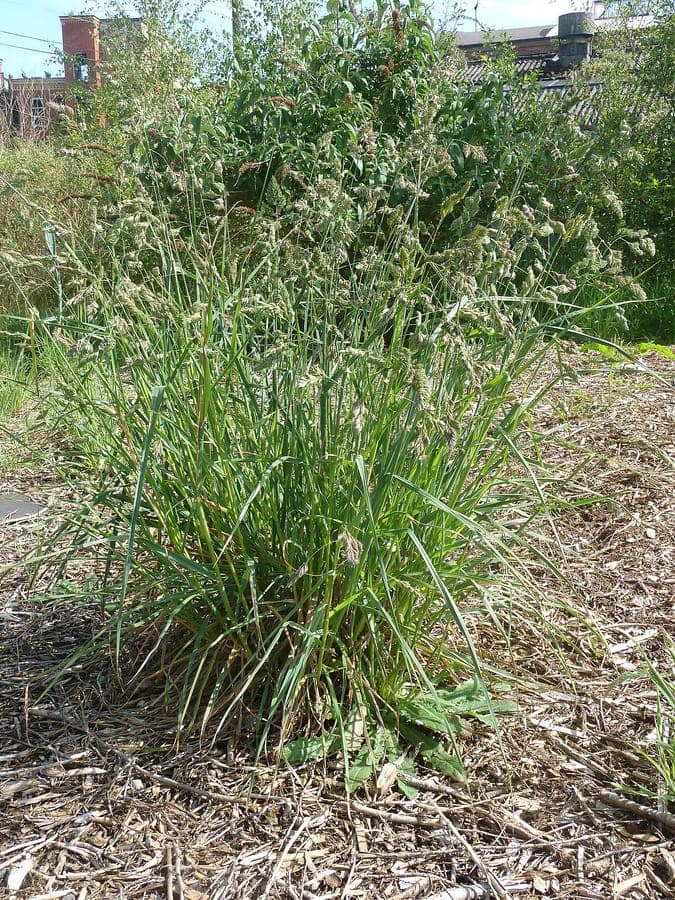 Knaulgras in voller Blüte, mit dichten grünen Blütenständen über dem Laub in einer sonnigen Wiese