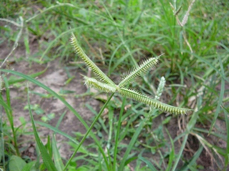 Dactyloctenium aegyptium mit seinen charakteristischen krauenförmigen Samenköpfen