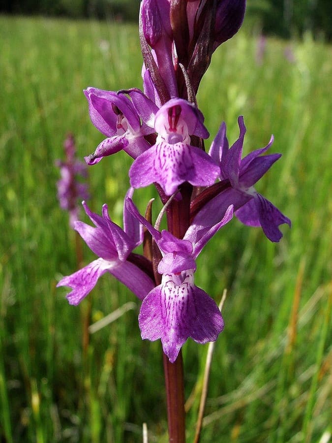 Stately Dactylorhiza with purple flowers in natural habitat