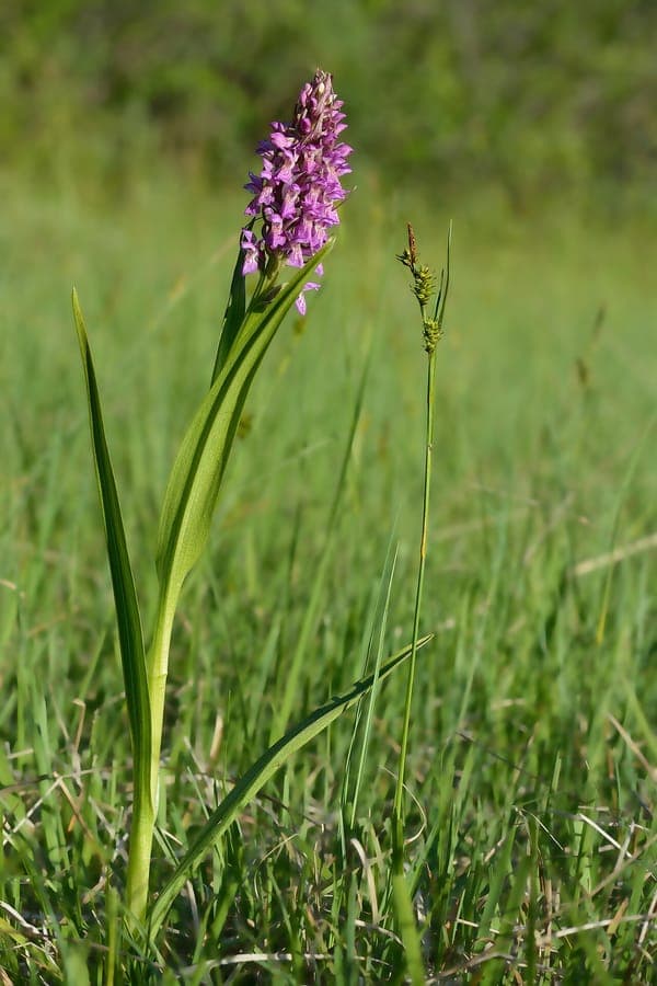 Early marsh orchid in full bloom in a sunny fen, showing purple flowers and speckled leaves