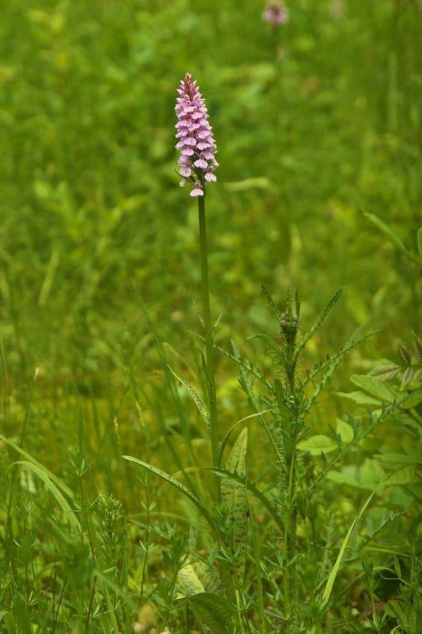 Gevlekte orchis in bloei op een vochtige, licht beschaduwde plek in het veld