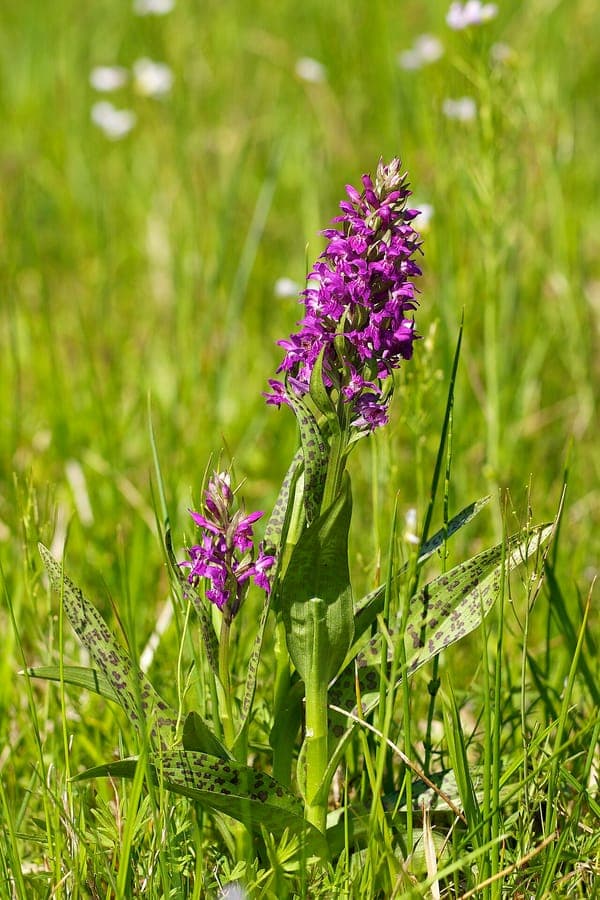 Blooming Broad-leaved marsh orchid in a wet meadow, showing dense purple flower spikes