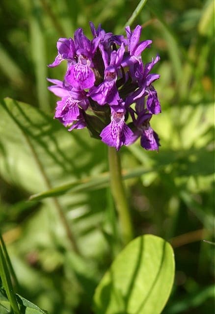 Northern marsh-orchid displaying purple inflorescences with spotted foliage in wetland habitat