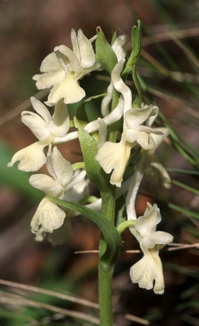 Roman dactylorhiza displaying yellow to purple flowers with spotted foliage in Mediterranean setting