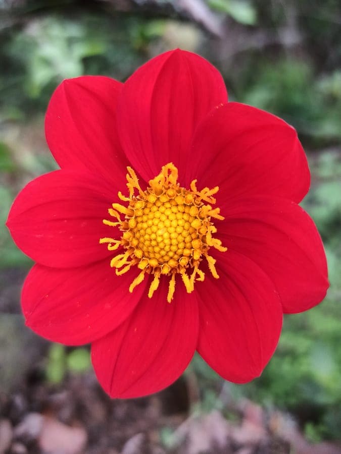 Red dahlia