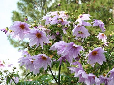 Dahlia imperialis met grote roze bloemen en hoog groeiend