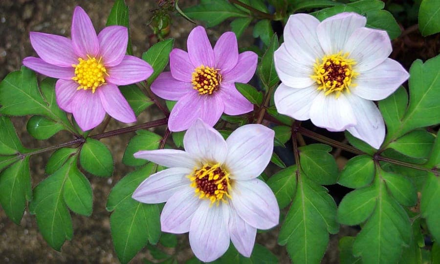 Merck-Dahlie mit zarten rosa Blüten
