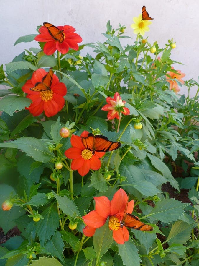 Fleurs rouges et blanches vives de dahlia dans une bordure ensoleillée avec un feuillage fin