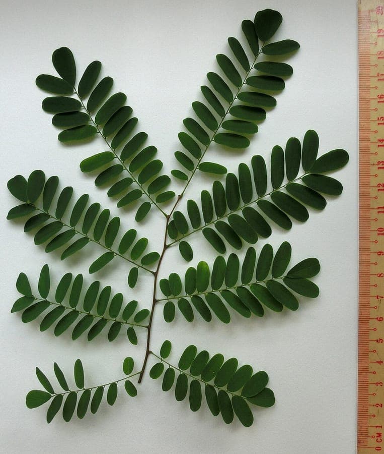 Rötlich-brauner Palisanderholzbaum mit zusammengesetzten Blättern