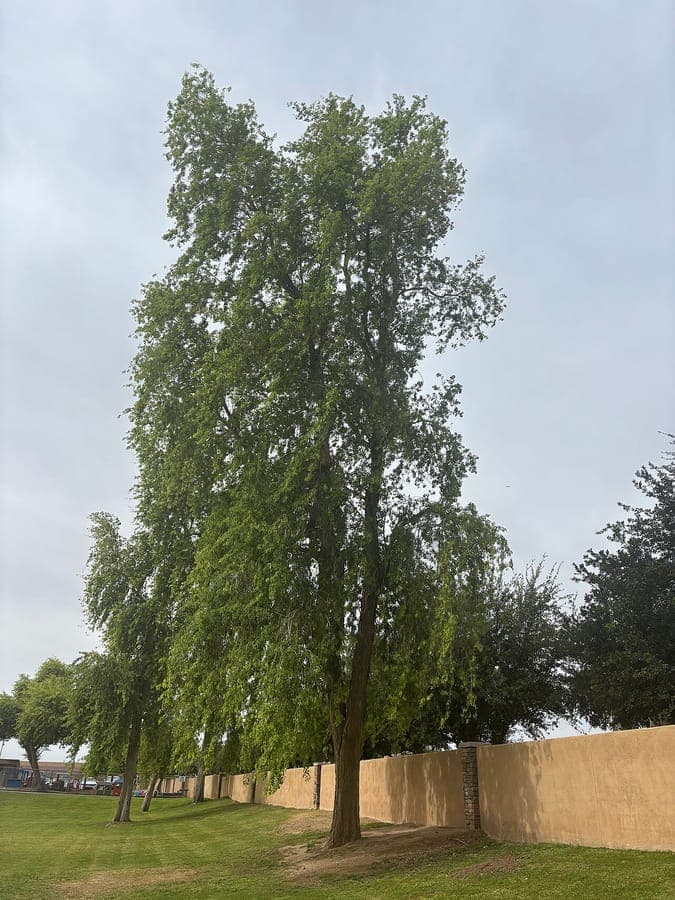 Sheesham tree with pinnate leaves and yellow flowers
